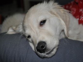 nala